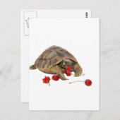 Hermann Tortoise und Strawberries Postkarte (Vorne/Hinten)