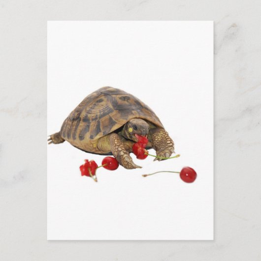 Hermann Tortoise und Strawberries Postkarte (Vorderseite)