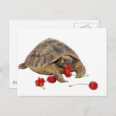 Hermann Tortoise und Strawberries Postkarte (Vorne/Hinten)