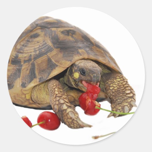 Hermann Tortoise und Strawberries Runder Aufkleber (Vorderseite)