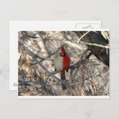 Hermaphadite Kardinals-Vogel Postkarte (Vorne/Hinten)