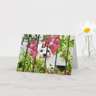 Hermes, die maltesische Blankokarte Karte