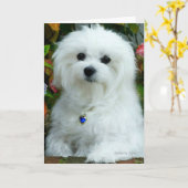 Hermes, die maltesische Geburtstagskarte Karte (Gelbe Blume)