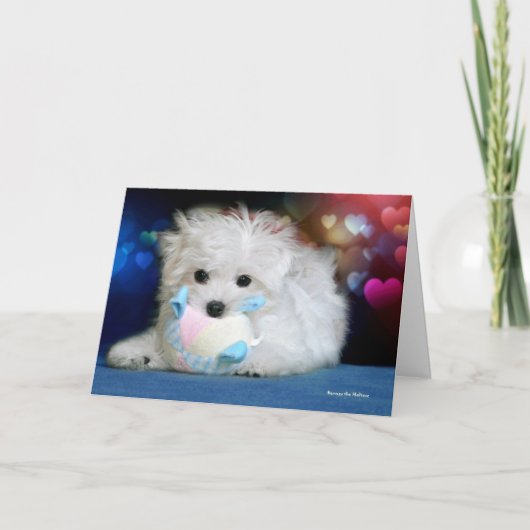 Hermes the Maltese Birthday Greeting Card Karte (Vorderseite)