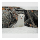 Hermine Blanche Poster (Vorderseite)