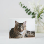 Hermione im Regal Postkarte (Stehend Vorderseite)