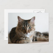 Hermione im Regal Postkarte (Vorne/Hinten)