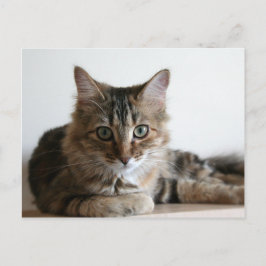 Hermione im Regal Postkarte