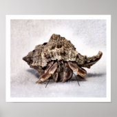 Hermit crab #1 poster (Vorne)