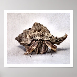 Hermit crab #1 poster