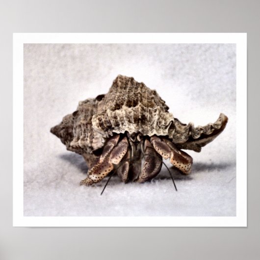 Hermit crab #1 poster (Vorne)