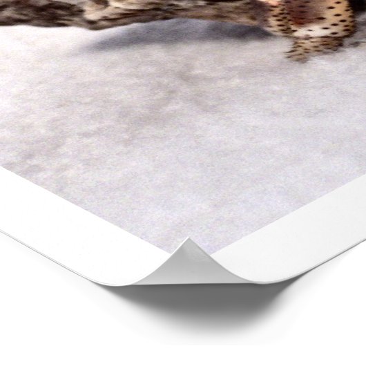 Hermit crab #1 poster (Ecke)