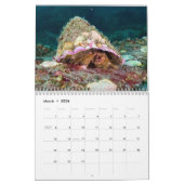 Hermit Crab Calendar Kalender (Mär 2026)