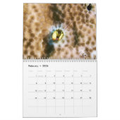 Hermit Crab Calendar Kalender (Feb 2026)