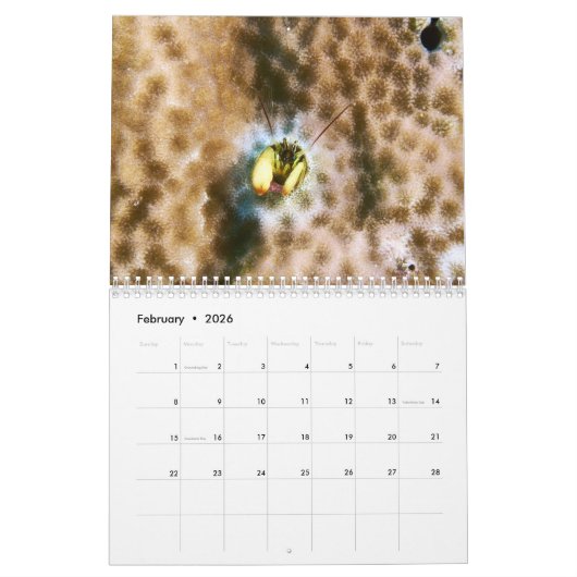 Hermit Crab Calendar Kalender (Feb 2026)