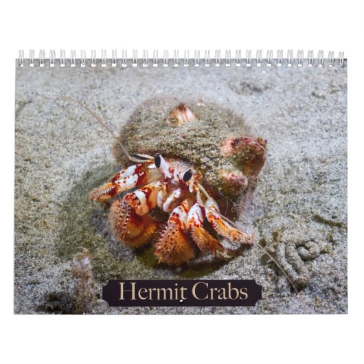 Hermit Crab Calendar Kalender (Titelbild)