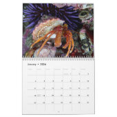Hermit Crab Calendar Kalender (Jan 2026)