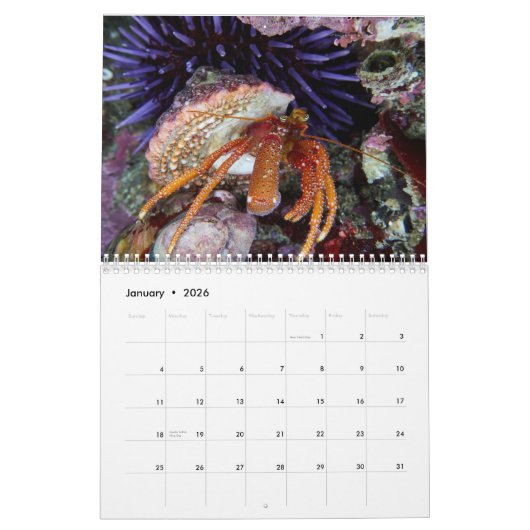 Hermit Crab Calendar Kalender (Jan 2026)
