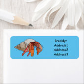 Hermit Crab Cartoon Illustration (Insitu)