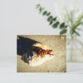 Hermit Crab Clearwater Beach Florida Postkarte (Stehend Vorderseite)