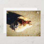 Hermit Crab Clearwater Beach Florida Postkarte (Vorne/Hinten)