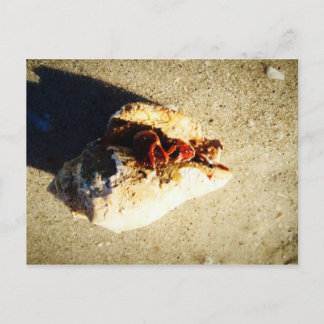 Hermit Crab Clearwater Beach Florida Postkarte