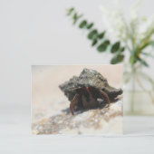 Hermit Crab Foto gedruckt Postkarte (Stehend Vorderseite)