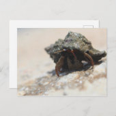 Hermit Crab Foto gedruckt Postkarte (Vorne/Hinten)