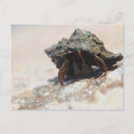 Hermit Crab Foto gedruckt Postkarte (Vorderseite)
