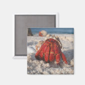 Hermit Crab Magnet (Vorderseite/Rückseite)