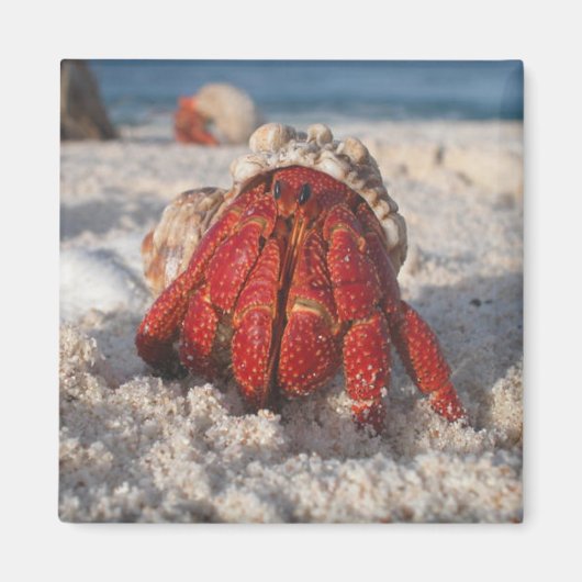 Hermit Crab Magnet (Vorne)