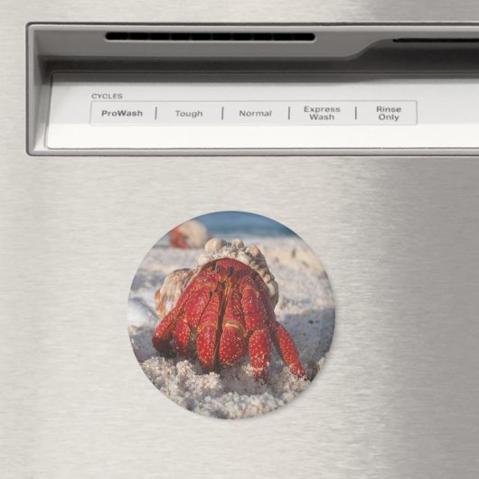 Hermit Crab Magnet (In Situ (Geschirrspüler))