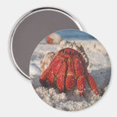 Hermit Crab Magnet (Vorderseite/Rückseite)