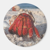 Hermit Crab Magnet (Vorne)