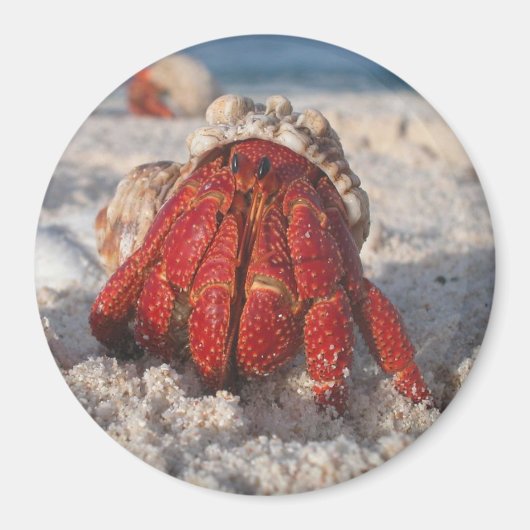 Hermit Crab Magnet (Vorne)