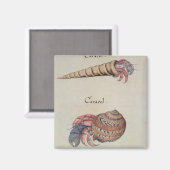 Hermit Crab Magnet (Vorderseite/Rückseite)