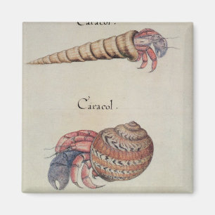 Hermit Crab Magnet