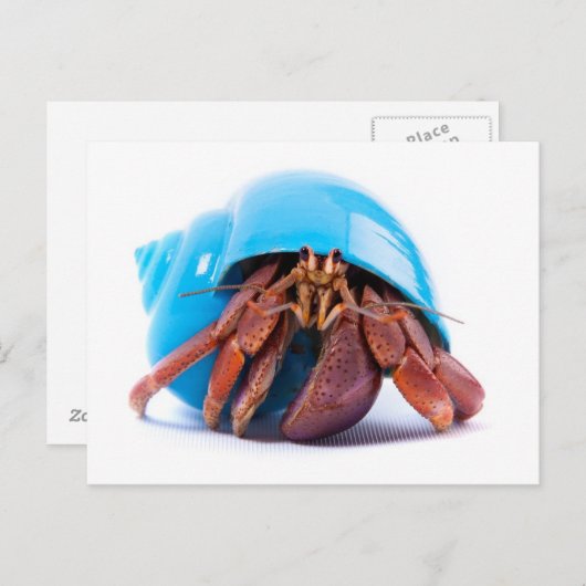 Hermit Crab Postcard Postkarte (Vorne/Hinten)
