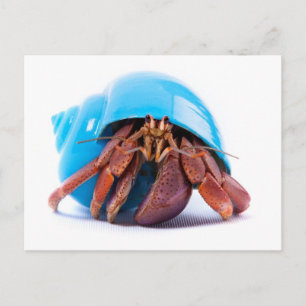 Hermit Crab Postcard Postkarte