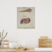Hermit Crab Poster (Küche)