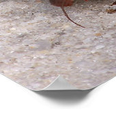 Hermit Crab Poster (Ecke)