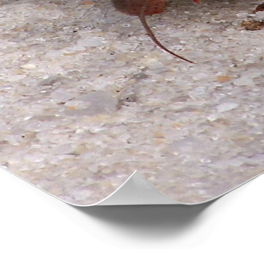 Hermit Crab Poster (Ecke)