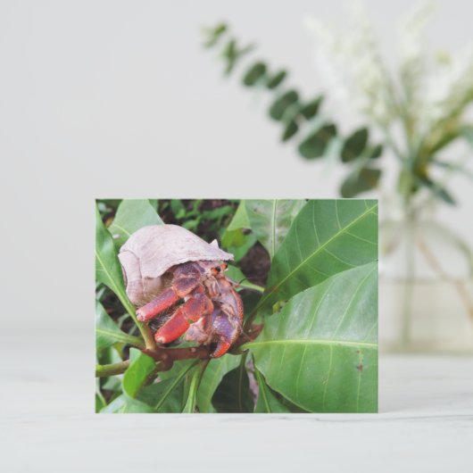 Hermit Crab Postkarte (Stehend Vorderseite)