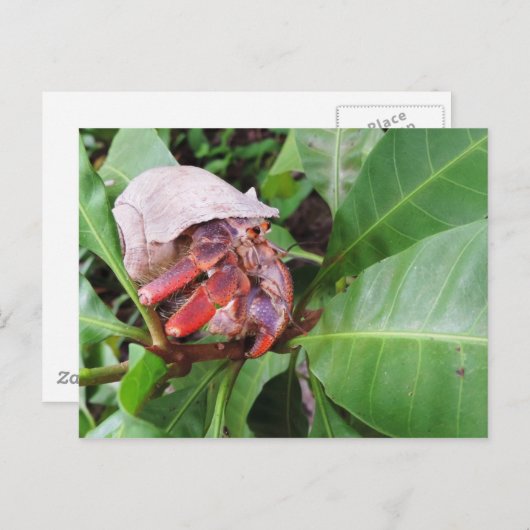 Hermit Crab Postkarte (Vorne/Hinten)