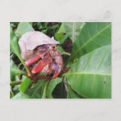 Hermit Crab Postkarte (Vorderseite)