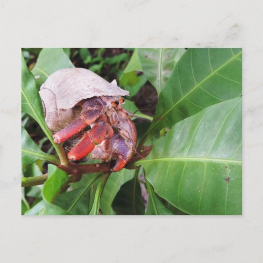 Hermit Crab Postkarte (Vorderseite)