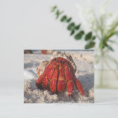 Hermit Crab Postkarte (Stehend Vorderseite)