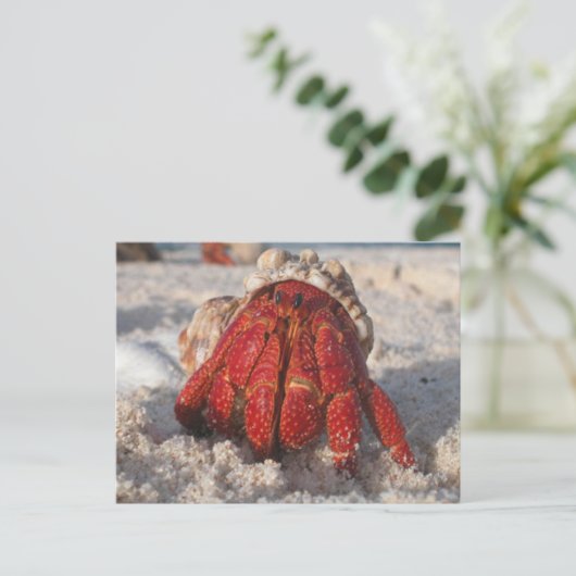 Hermit Crab Postkarte (Stehend Vorderseite)