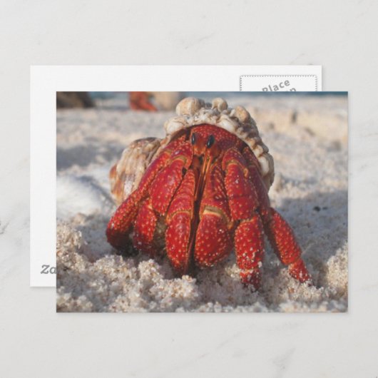 Hermit Crab Postkarte (Vorne/Hinten)