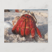 Hermit Crab Postkarte (Vorderseite)